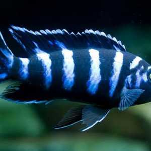 Akvarij ribe pseudotrofeus demasoni. Pseudotrophey demasoni: savjeti za kompatibilnost i propagaciju