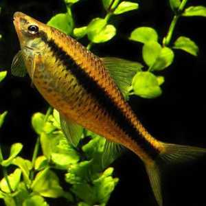 Akvarijske ribe algaeidi: opis, značajke sadržaja, njegu i povratne informacije