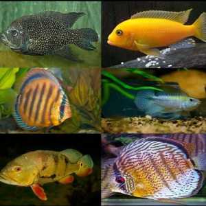 Akvarija ribe ciklide: sadržaj, fotografija