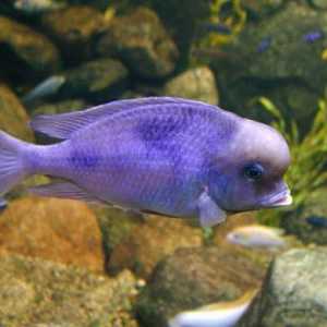 Akvarij ribe plavi dupini: s kojima se kretati i kako se brinuti
