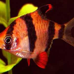 Akvarijske ribe: nazivi, opisi i sadržaji