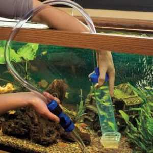Akvariji: kako promijeniti vodu u akvariju? Koliko stajati vodu za akvarij