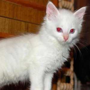 Albino-mačka: opis, priroda i značajke sadržaja. Albinizam gen