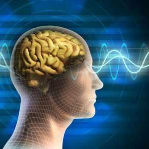 Alfa ritmovi mozga: opis, značajke i funkcije