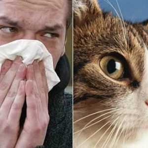 Očituje se alergiju mačaka? Kako izliječiti alergiju mačkama