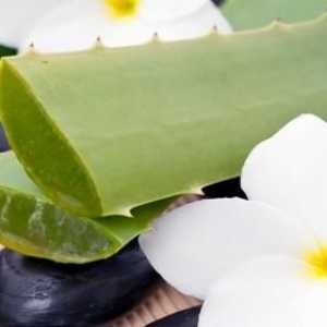 Aloe vera: korisna svojstva i kontraindikacije nevjerojatne biljke