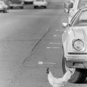 Američki humor: zašto piletina prelazi cestu?
