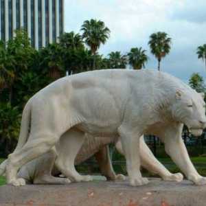 Американский лев: гигантский предок современных кошек