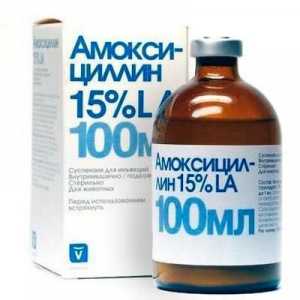Amoksicilin za mačke: doza i upute za uporabu