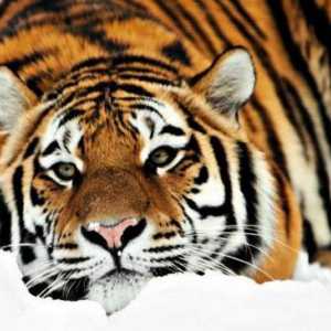 Amur tigar: zanimljive činjenice o životinjama
