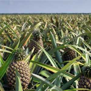 Ananas je bobica ili plod? Opis i korisna svojstva ananasa. Kako odabrati pravu ananas?
