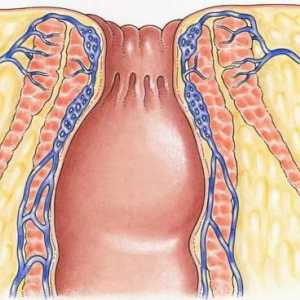 Anatomska struktura ljudskog anusa