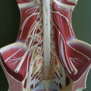 Anatomija: lumbalni pleksus i njezine grane