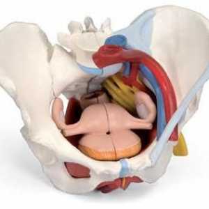 Anatomija zdjelice: struktura, funkcije