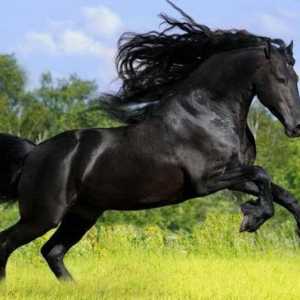 Andaluzijski konj: karakter, odijelo, fotografija