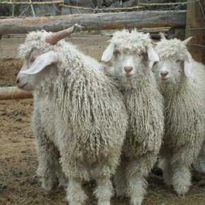 Angora vuna: kvaliteta, dostojanstvo. Vunena pređa za rukovanje
