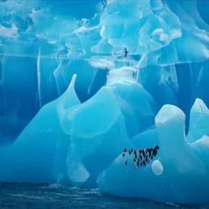 Антарктида была открыта экспедицией, которую возглавляли мореплаватели Беллинсгаузен и Лазарев.…