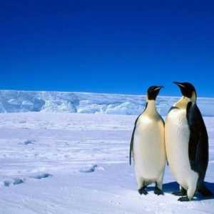 Antarktika: stanovništvo kopna. Ruske antarktičke stanice