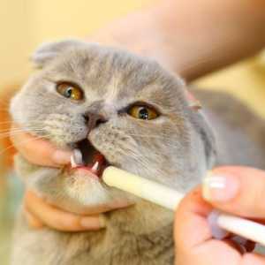 Antibiotik za mačke. Antibiotici nakon sterilizacije mačke. Koji antibiotici mogu dati mačkama?