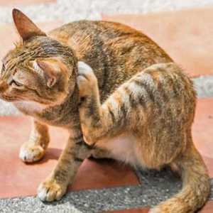Antihistaminici za mačke: pregled i fotografija