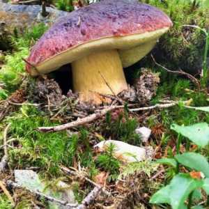 Apetitantna gljiva `Priberezovik obična`. Kratak opis, mjesta rasta