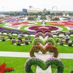 Arapsko čudo svijeta: park cvijeća u Dubaiju
