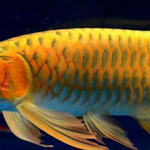 Aravan (riba): opis, sadržaj, pažnja i recenzije