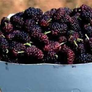 "Artsakh" je armenska votka. Mulberry, cornel vodka `Artsakh`: recenzije,…