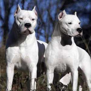 Argentinski psi: opis pasmine, priroda psa, značajke njege i pregleda