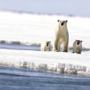 Arktičke životinje. Sjeverni pol: Fauna, opstanak u otežanim klimatskim uvjetima