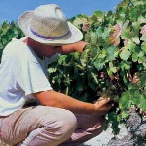 `Ataman` - grožđe za gurmane i vođe