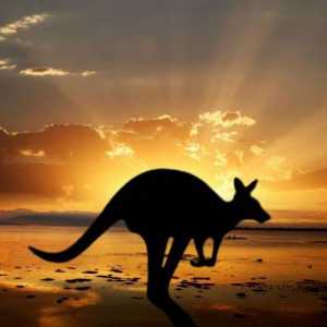 Australija, zanimljive činjenice - najviše planine, najveća rijeka i najopasnije životinje u…