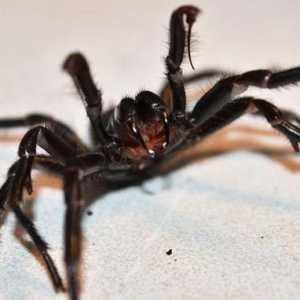 Australski pauci: opis, vrste, klasifikacija i zanimljive činjenice