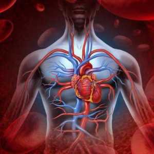 Automaton ljudskog srca: definicija, opis, čvorovi i gradijent