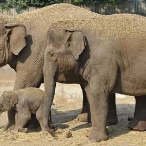 Azijski slonovi: opis, značajke, način života, prehrana i zanimljive činjenice