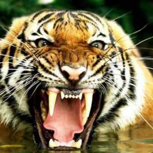 "Azijski tigar" - neslužbeni naziv za gospodarstva Južne Koreje, Singapur, Hong Kong i…