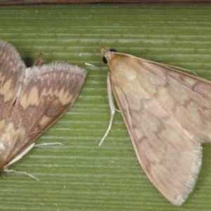 Leptiri od moljaca: značajke postojanja svake vrste