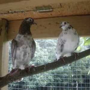 Baku golubovi (golubovi klanja): opis pasmine
