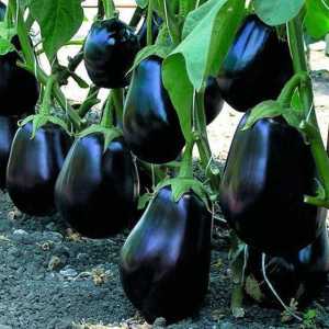 Eggplant Clorinda: recenzije