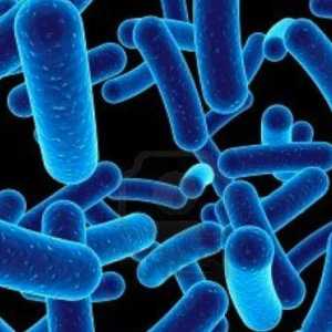 Bakterije su uzročnici čije bolesti? Ljudske bolesti uzrokovane bakterijama
