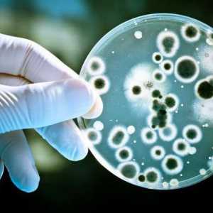 Bakterije: način prehrane, značajke strukture, naseljenost