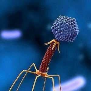 Bacteriophage coli: upute za uporabu, analozi i recenzije
