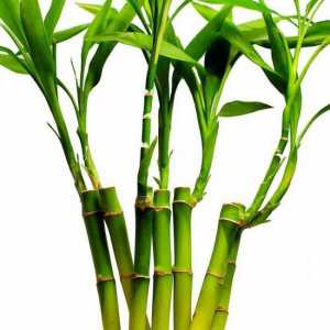 Bambus: gdje raste i na kojoj brzini? Je li bambus trava ili drvo?