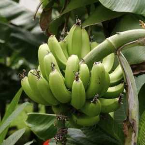 Banana s gastritisom: zabranjeno voće ili lijek?