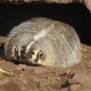 Badger masnoća: korištenje u bronhitisu. Recenzije