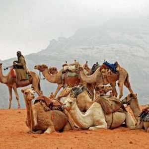 Beduin je nomad pustinje