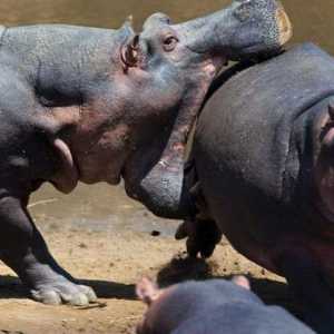 Hipopotamus i konjopotamusi: razlike i sličnosti tih sisavaca