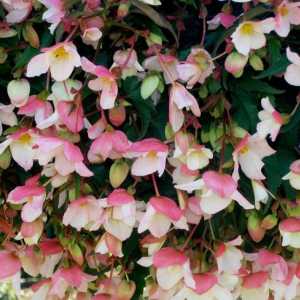 Begonia ampelnaya: fotografija, slijetanje i skrb kod kuće