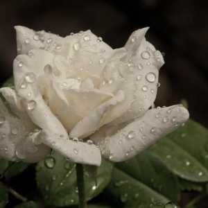 Bijela ruža je knjiga iz snova. Bouquet bijelih ruža. Tumačenje snova