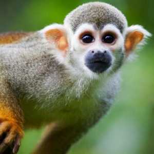 Životinjski majmun: život i stanište nevjerojatnog primata